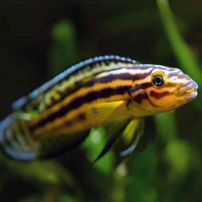 Schlankcichlide Julidochromis regani Versand Am Gleichen Tag