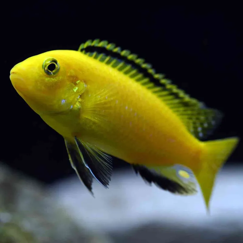 Aktuell Gelber Maulbrüter Labidochromis caeruleus