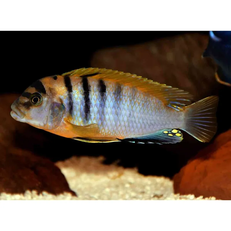Solange Der Vorrat Reicht Labidochromis Labidochromis hongi red top