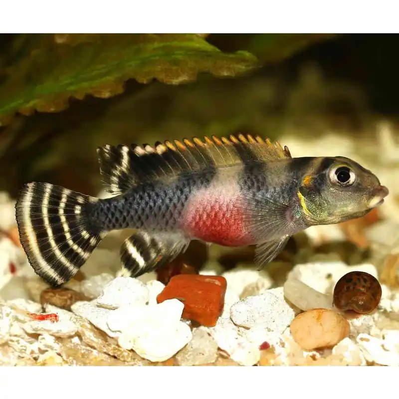 Bestseller Transvestiten-Buntbarsch Nanochromis transvestitus
