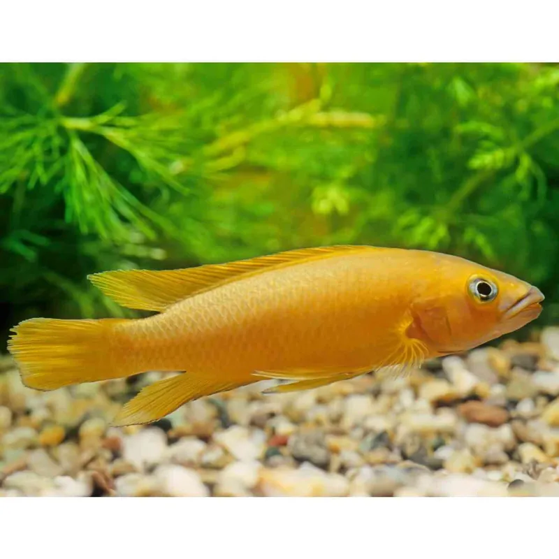Meistverkauft Oranger Buntbarsch Neolamprologus leleupi