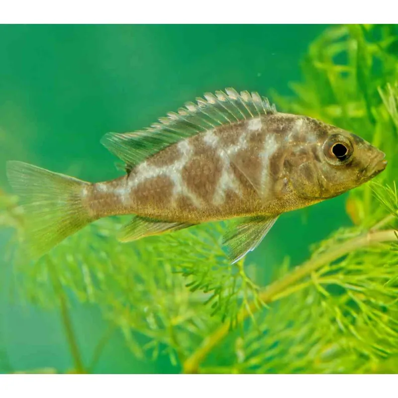 Pfauenmaulbrüter Nimbochromis venustus Sichere Zahlung