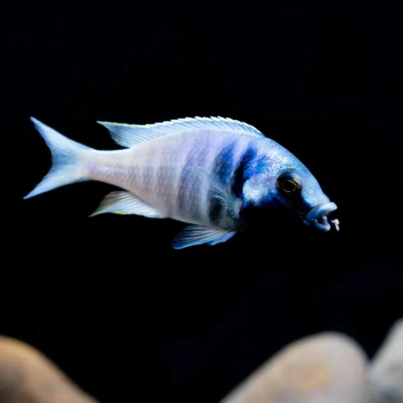 Nur Heute Likomamaulbrüter Black Face Placidochromis electra
