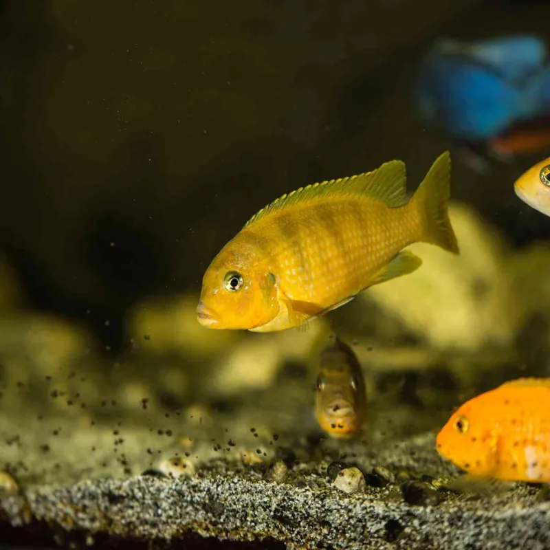 Lambardoi-Maulbrüter Pseudotropheus lombardoi Saisonangebot