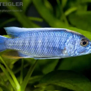 Eisblauer Cichlide Sciaenochromis fryeri Neuheit