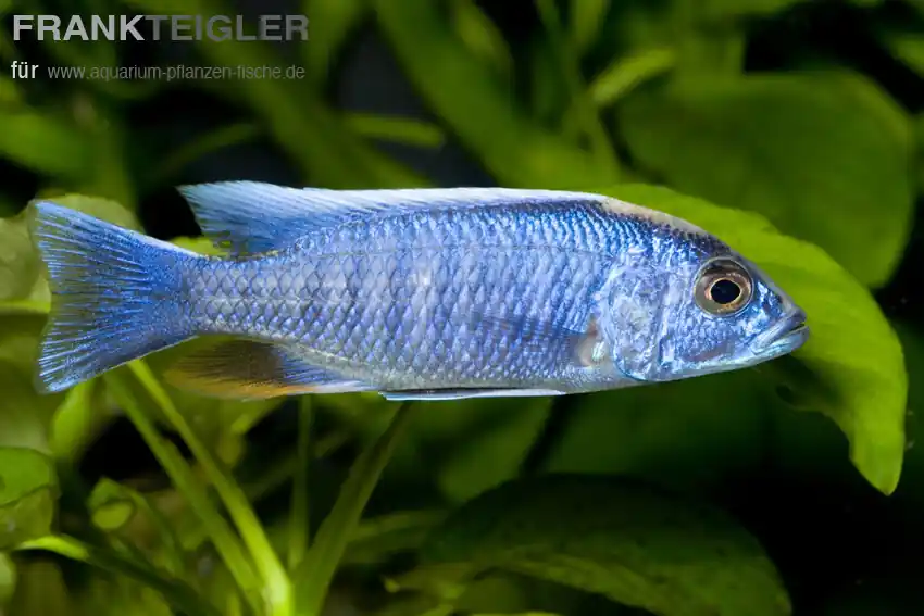 Eisblauer Cichlide Sciaenochromis fryeri Neuheit