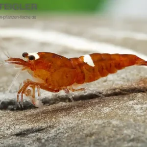 Schnäppchen Rote Bienengarnele Caridina cf. logemanni