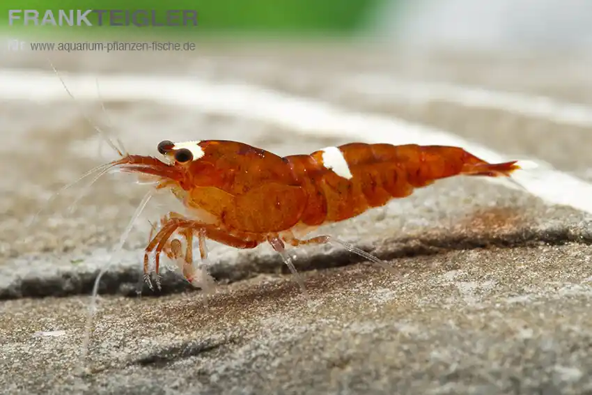 Schnäppchen Rote Bienengarnele Caridina cf. logemanni