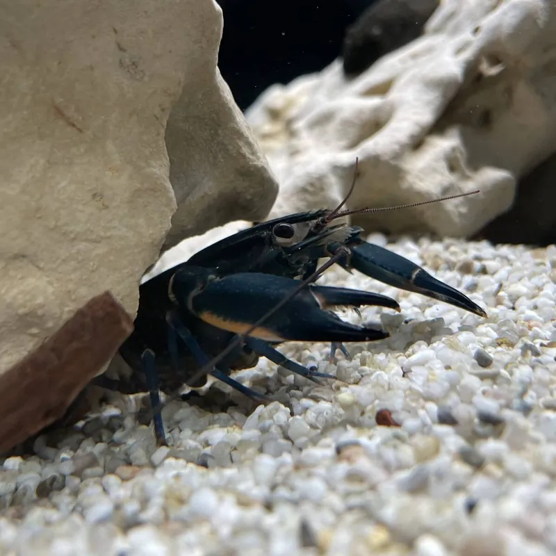 Dunkelblauer Krebs Cherax Blue Moon Nur Für Kurze Zeit