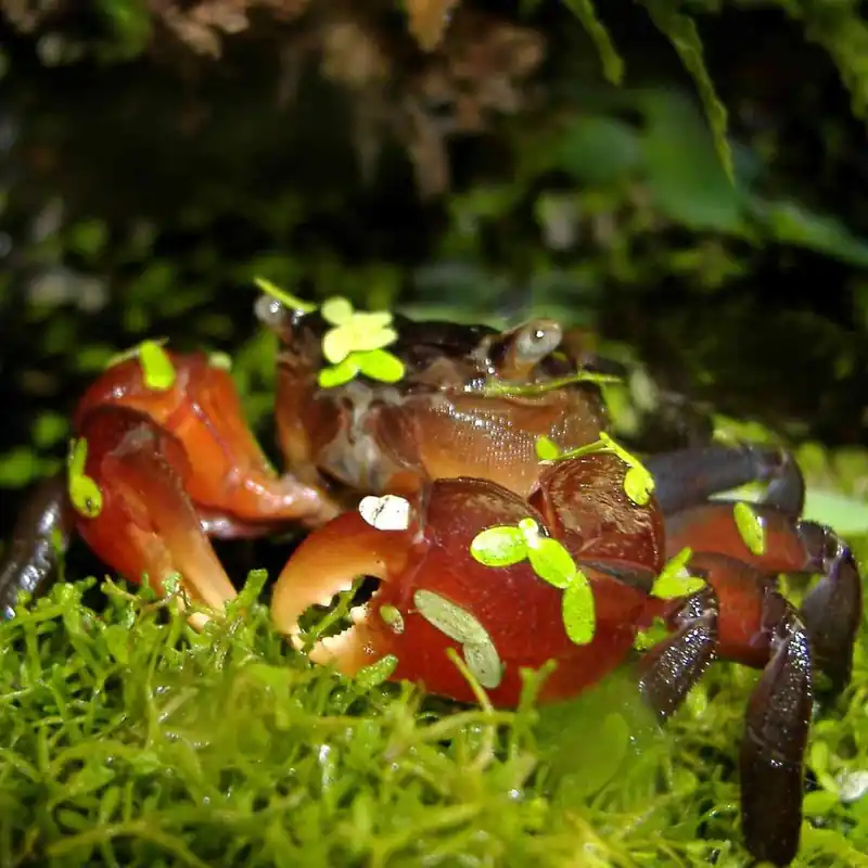 Bestseller Rote Mangroven-Krabbe Pseudosesarrma moeshi
