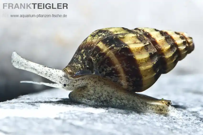 Helena Raubschnecke Anentome helena Markenware