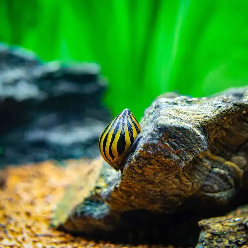 Zebranapfschnecke Neritina turrita Neuheit