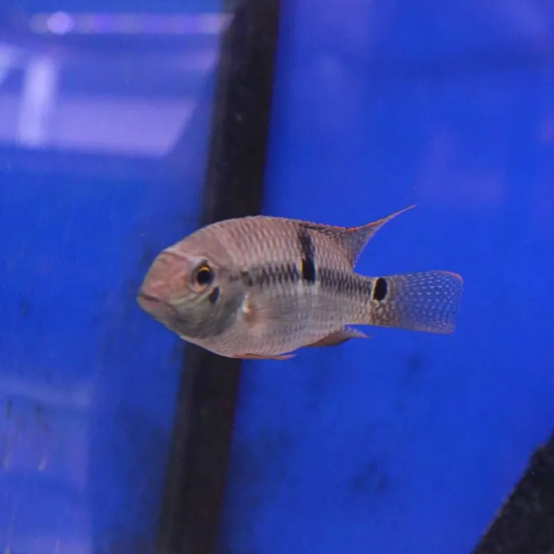 Schneller Versand Seitenfleck Buntbarsch Aequidens superomaculatum
