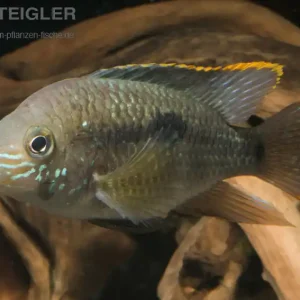Wochenendangebot Goldsaumbuntbarsch Aequidens rivulatus