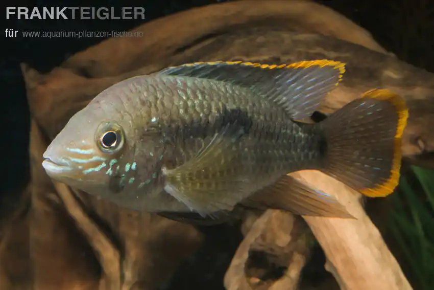 Wochenendangebot Goldsaumbuntbarsch Aequidens rivulatus