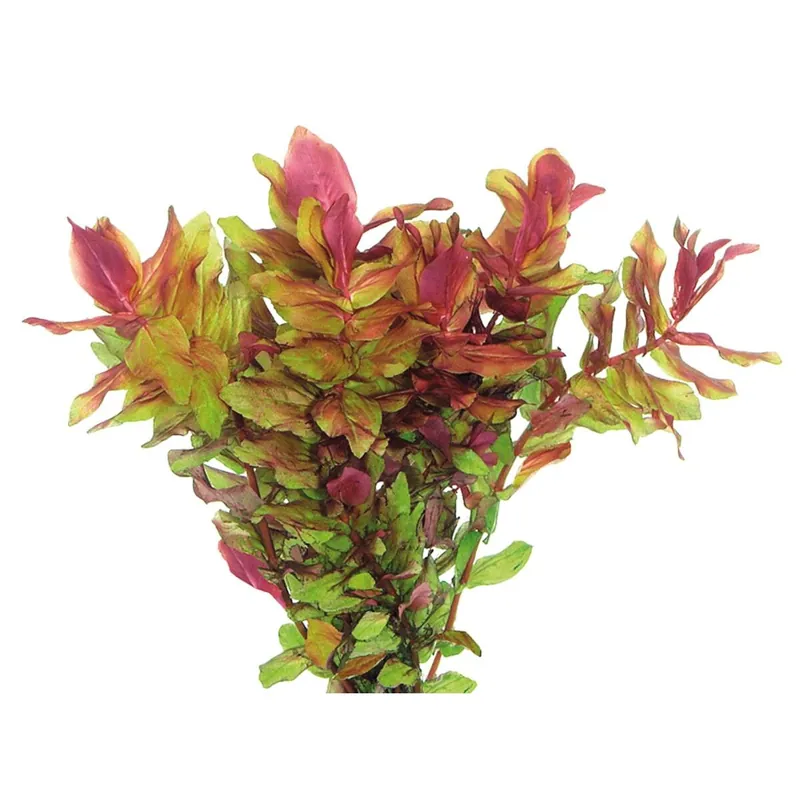 In Vitro Dichtblättrige Rotala Rotala macrandra Sonderangebot