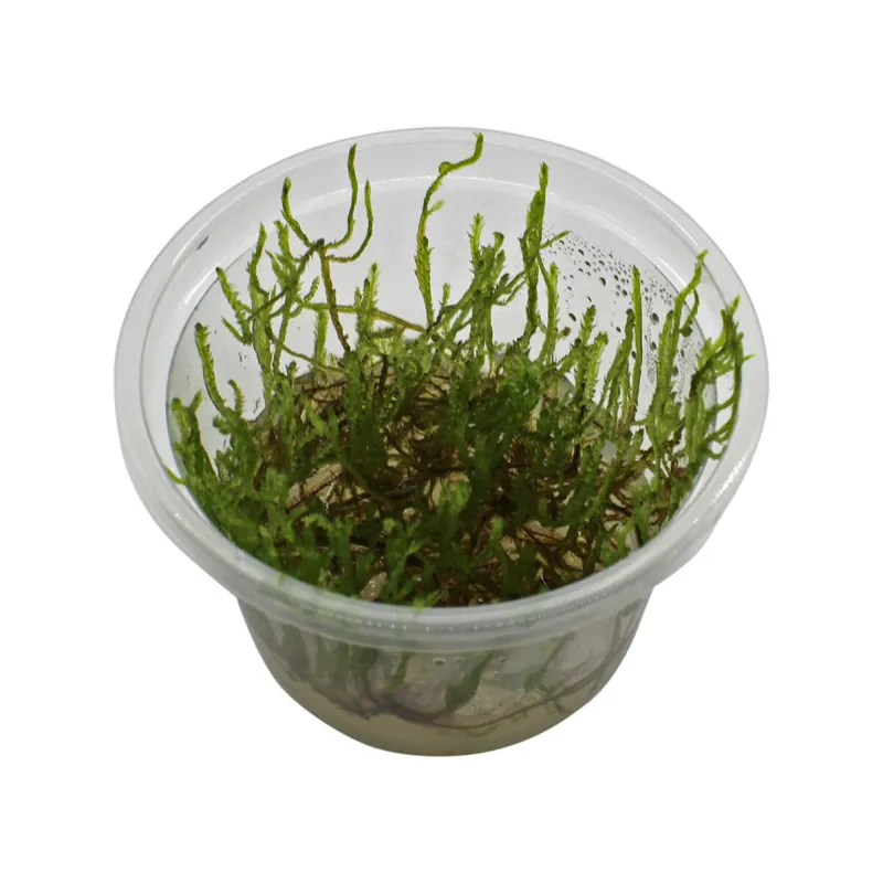 Aktuell In Vitro Errect Moss Vesicularia Reticulata