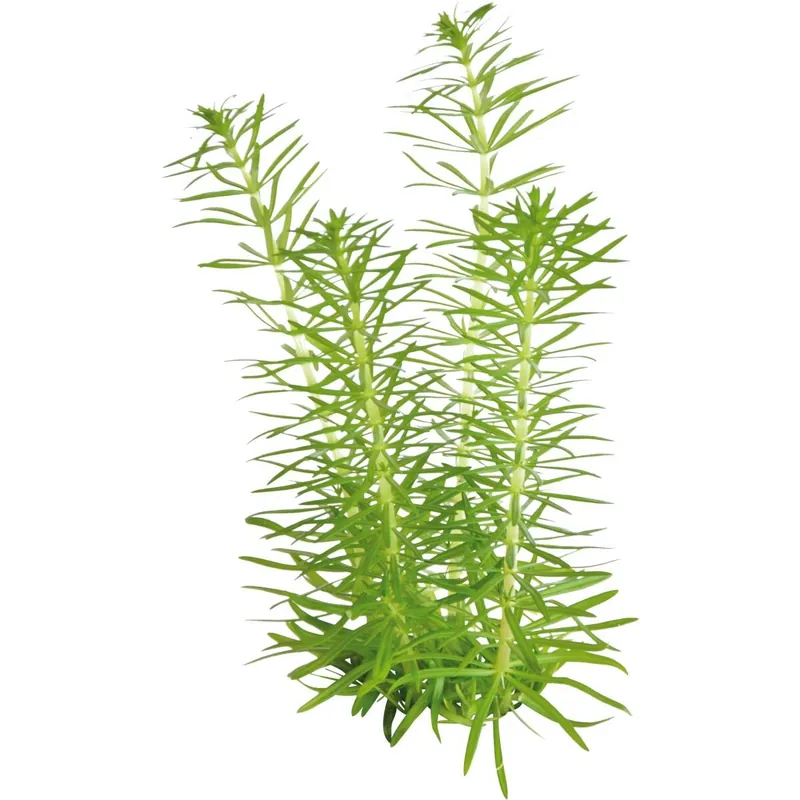 Solange Der Vorrat Reicht In Vitro Indische Sternpflanze Pogostemon erectus