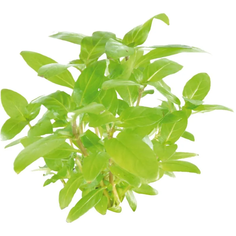 In Vitro Kriechende Staurogyne Staurogyne repens Billig