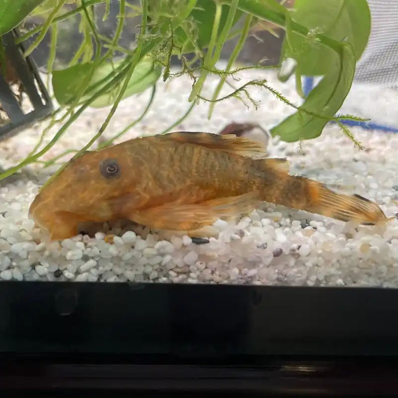 Zwergschilderwels L-103 Peckoltia vittata Abverkauf