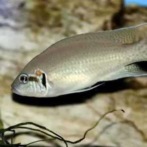 Feenbarsch Neolamprologus brichardi Must-Have
