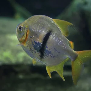 Schomburgks Scheibensalmler Myleus schomburgkii Neu
