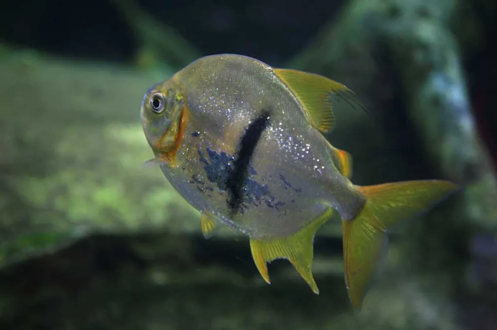 Schomburgks Scheibensalmler Myleus schomburgkii Neu