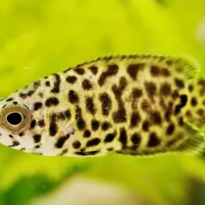 Top-Seller Leopard-Buschfisch Ctenopoma acutirostre