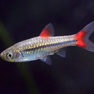 Billig Rotflossen-Zwergbärbling Rasbora rubrodorsalis