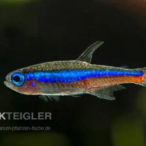 Online Kaufen Blauer Neon Paracheirodon simulans