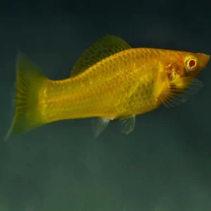 Gold Molly Poecilia sphenops Geprüft