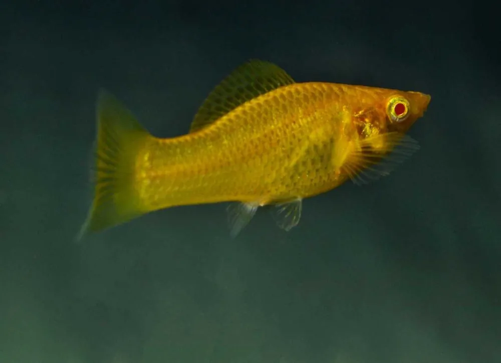 Gold Molly Poecilia sphenops Geprüft