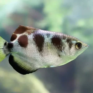 Expressversand Schützenfisch Toxotes jaculatrix