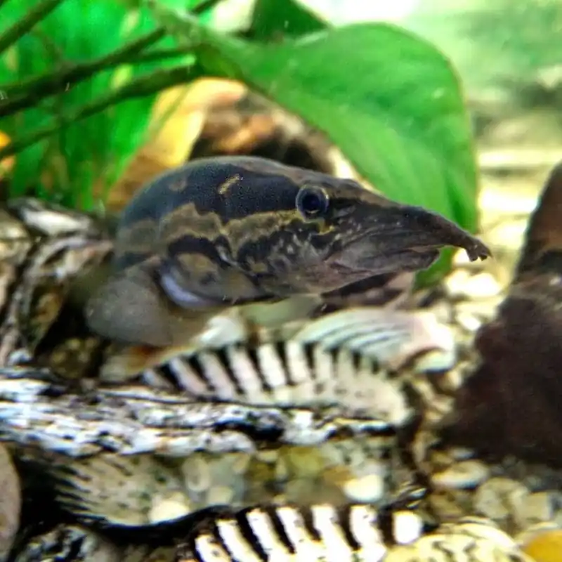 Pfauen-Stachelaal Macrognathus siamensis Solange Der Vorrat Reicht