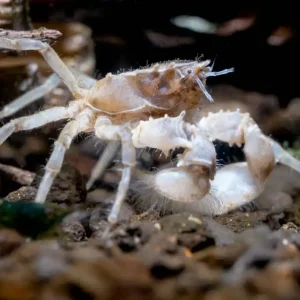 Mikrokrabbe Limnopilos naiyanetri Schneller Versand