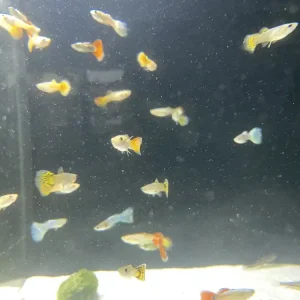 Preiswert Guppy Mix 2 Männchen, 5 Weibchen
