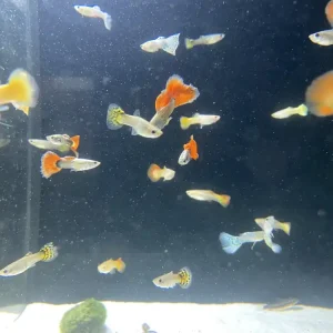 Guppy Mix 1 Männchen, 3 Weibchen Preis Gesenkt