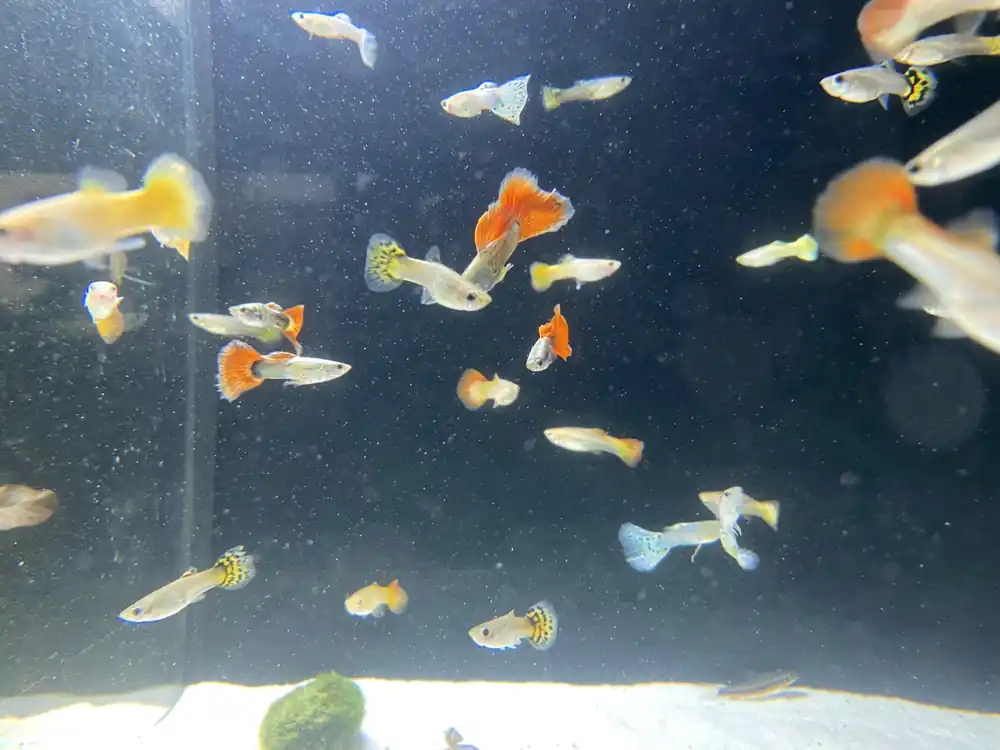 Guppy Mix 1 Männchen, 3 Weibchen Preis Gesenkt