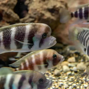 Tanganjikabeulenkopf Cyphotilapia frontosa Garantierte Lieferung