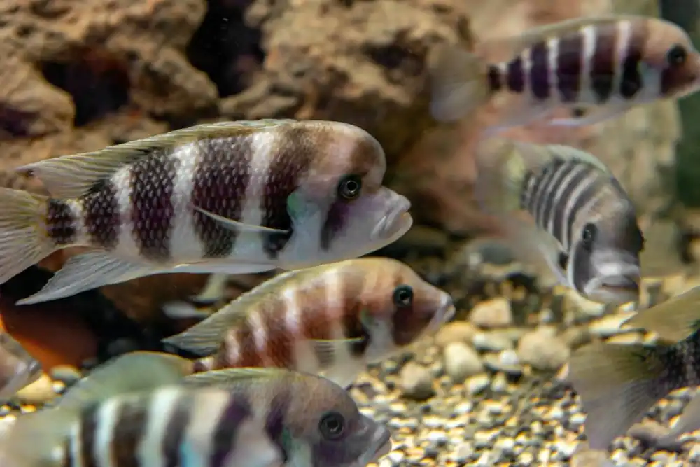 Tanganjikabeulenkopf Cyphotilapia frontosa Garantierte Lieferung