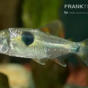 Super-Preis Zweitupfen-Raubsalmler Exodon paradoxus