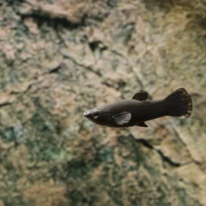 Billig Black Molly Poecilia sphenops