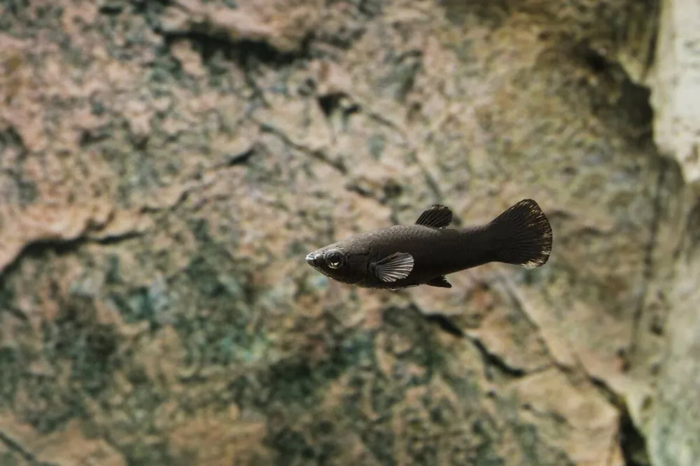 Billig Black Molly Poecilia sphenops