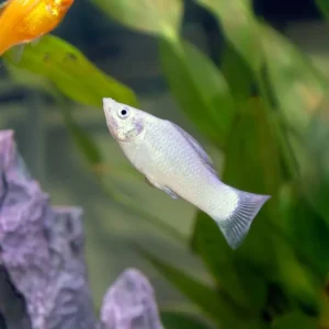 Neue Ware White Molly Poecilia sphenops