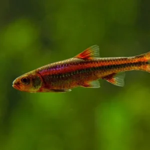 Bestseller Regenbogenelritze Notropis chrosous