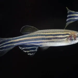 Zebrabärbling Danio rerio Mega-Angebot