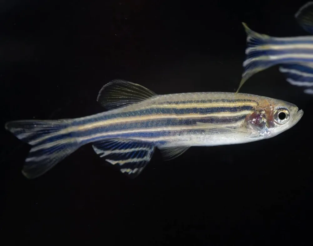 Zebrabärbling Danio rerio Mega-Angebot