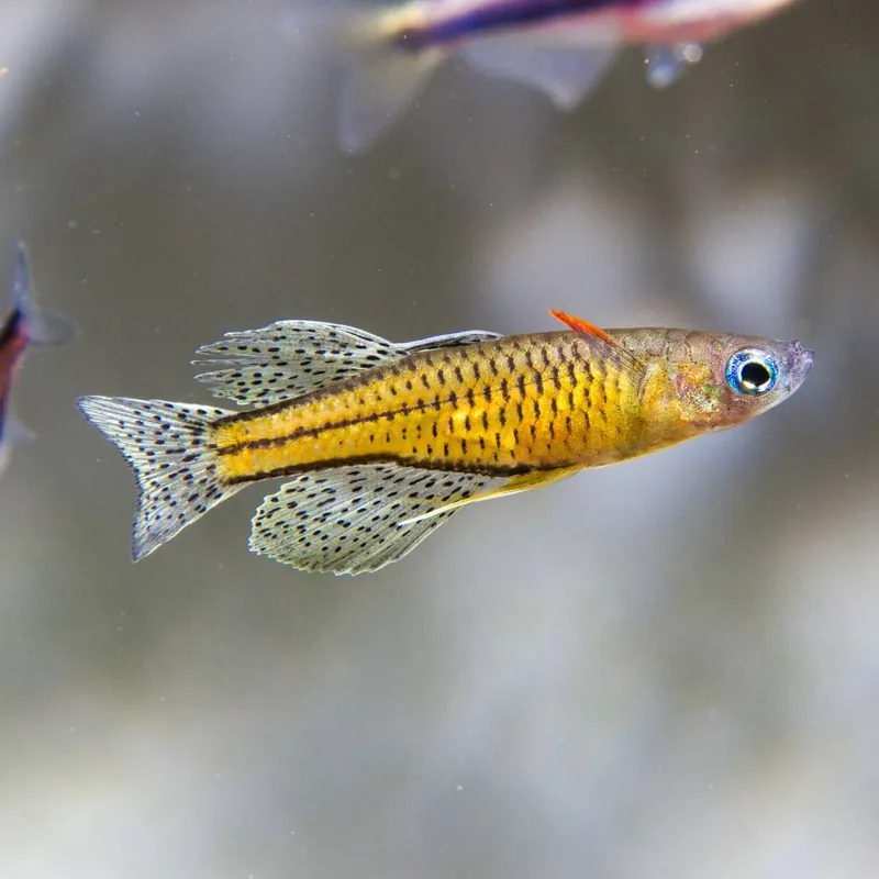 Schnäppchen Geflecktes Blauauge Pseudomugil gertrudae