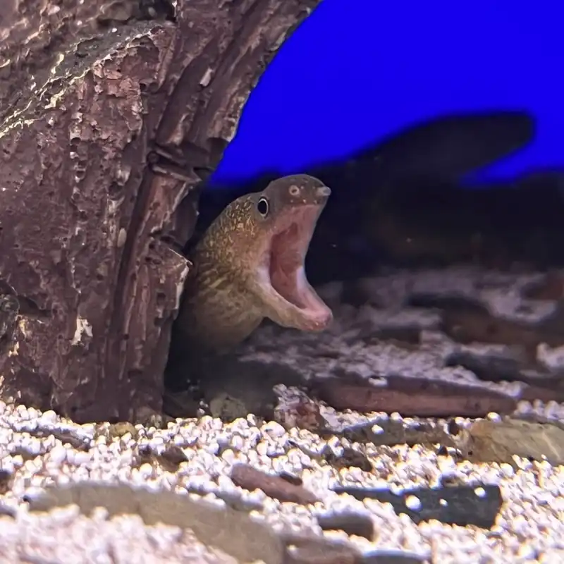 Süßwassermuräne Gymnothorax polyuranodon Neue Ware