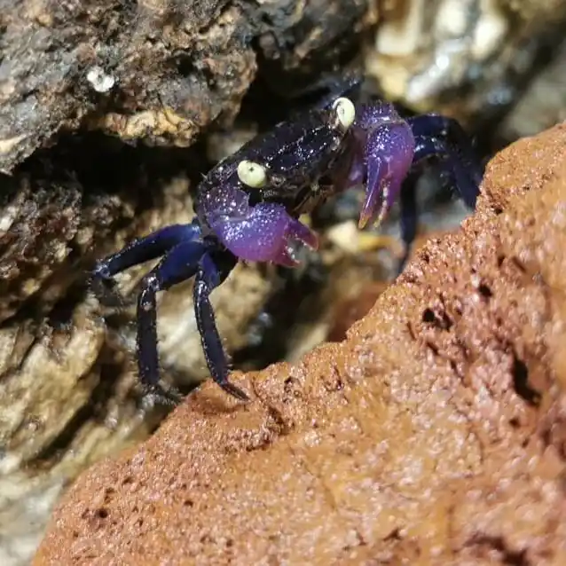 Vampirkrabbe Geosesarma bicolor Markenware